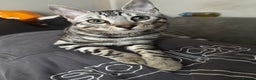 Bengal cats for stud: Juicy Jax ready for stud  - Advert 2