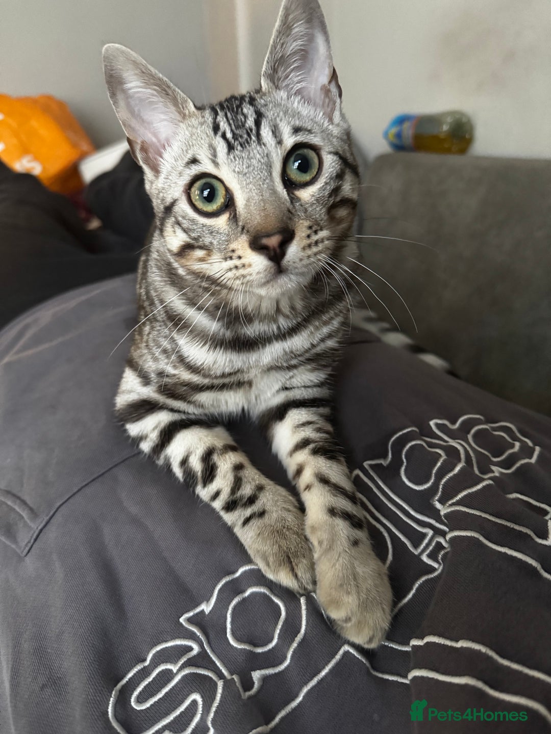 Bengal cats for stud: Juicy Jax ready for stud  - Advert 2