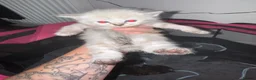Mixed Breed cats for sale: Ragdoll x Persian  - Advert 12