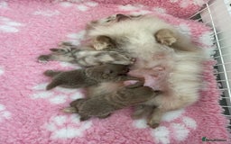 Pomeranian dogs for sale: outstanding true to typ pomeranian puppy's  - Image 17