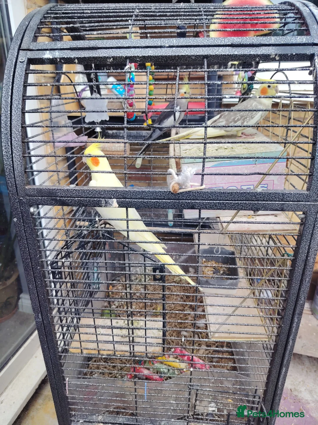 Cockatiels birds for sale: 3 Cockatiels, 1 grey male and 2 females  in Ipswich - Advert 1
