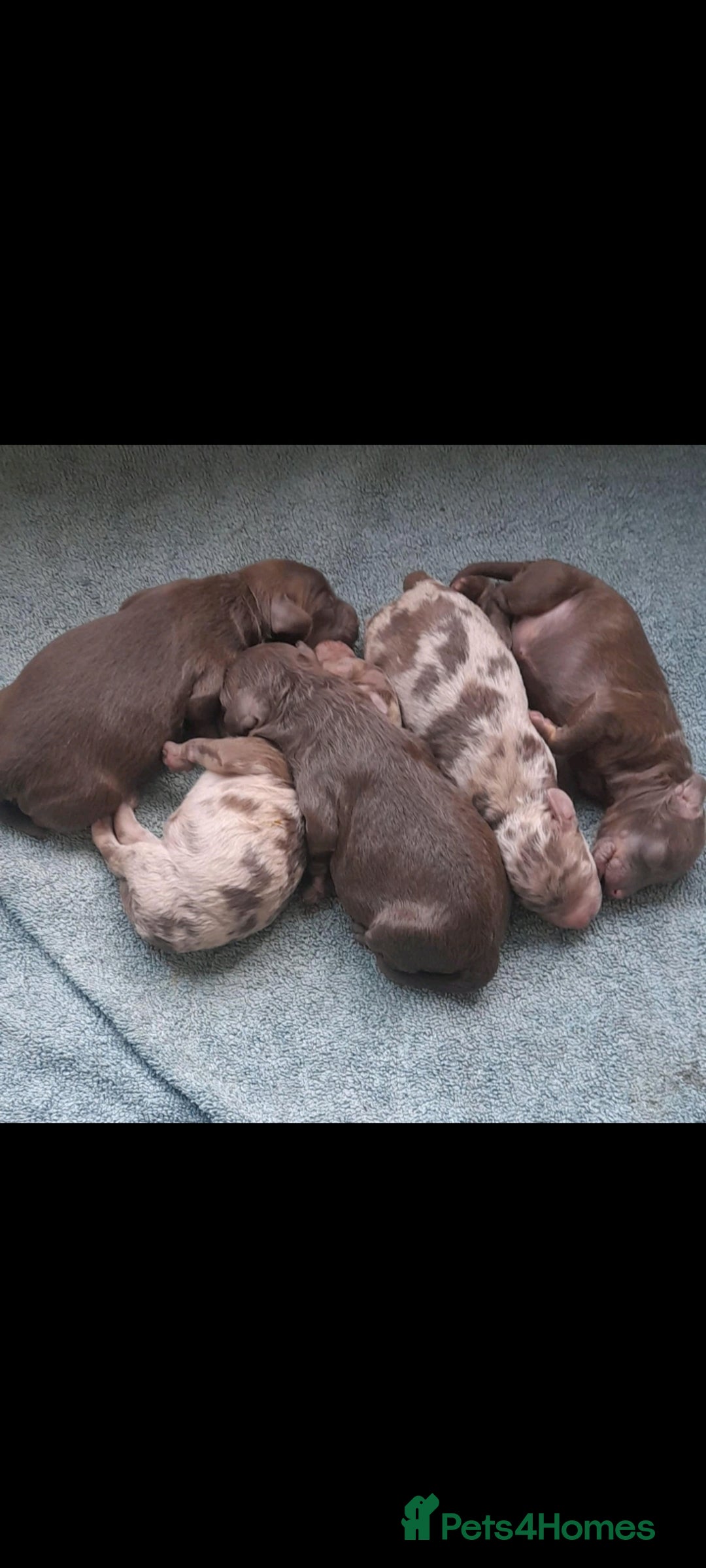 Cockapoo dogs for sale: F1b Cockapoo pups - Image 10
