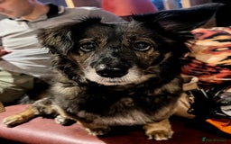 Mixed Breed dogs for adoption: Meet Shanti - Image 1