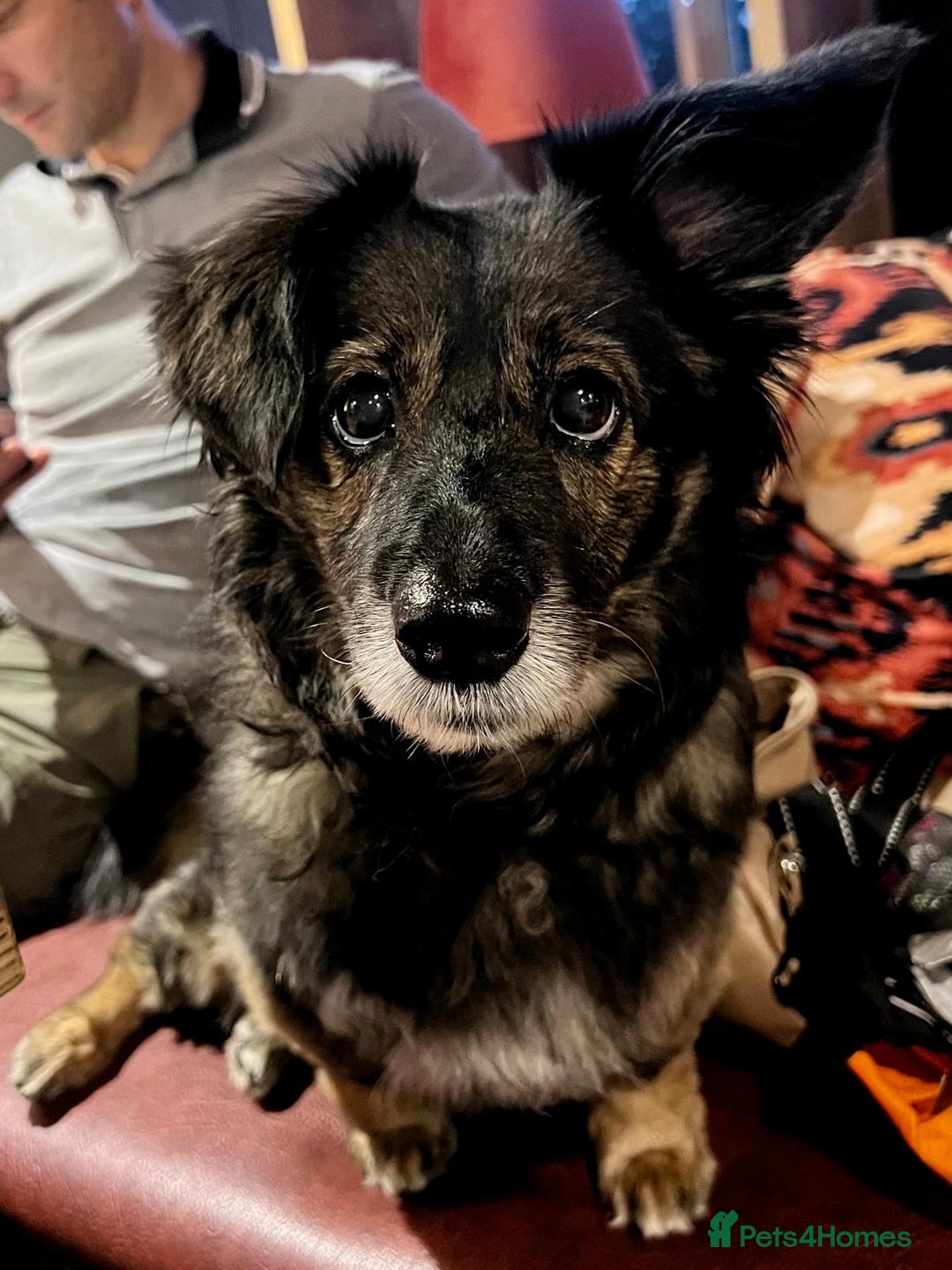 Mixed Breed dogs for adoption: Meet Shanti - Image 1