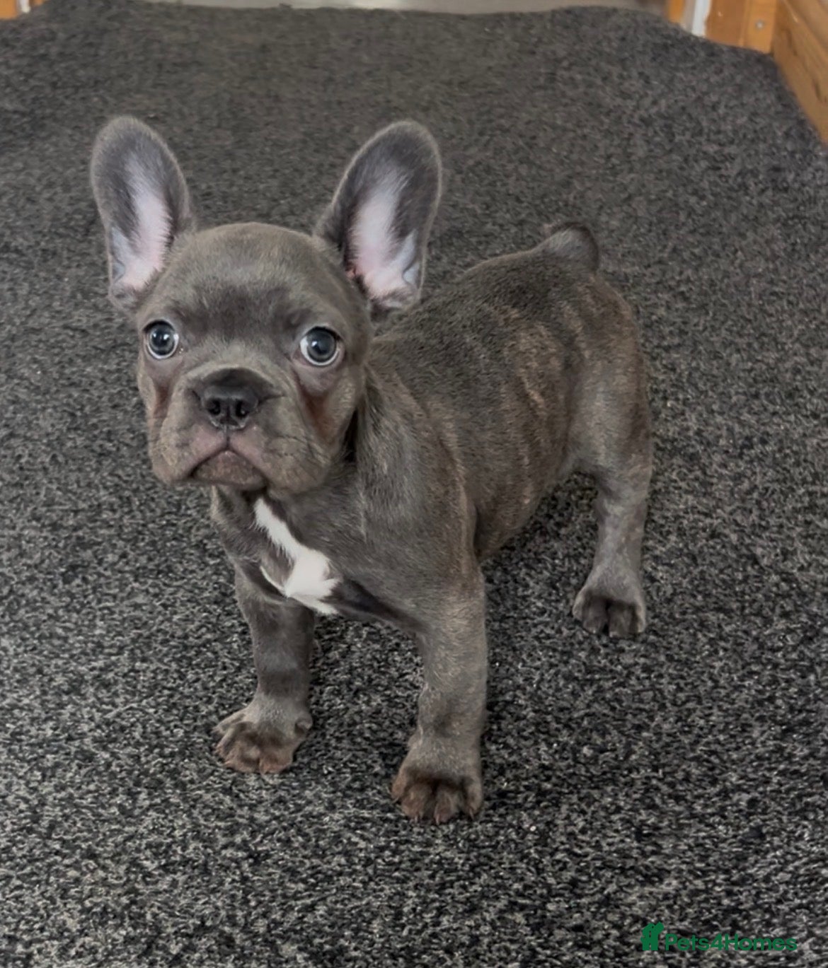 French Bulldog dogs Beautiful blue French bulldog  - Advert 4