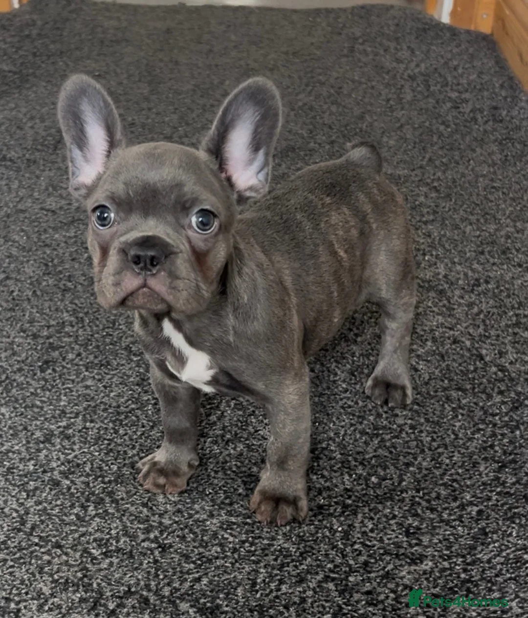 French Bulldog dogs for sale: Beautiful blue French bulldog  - Advert 1