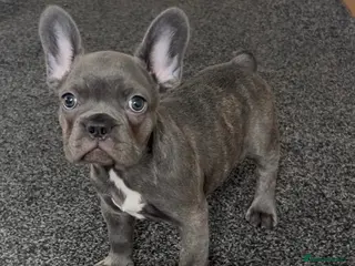 French Bulldog dogs Beautiful blue French bulldog - Advert 4