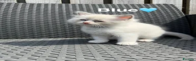 Ragdoll Kitten 3