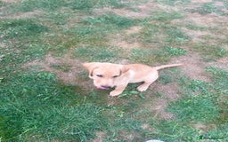 Labrador Retriever dogs for sale: KC Reg Yellow Champagne golden Labrador Puppy boy in Spalding - Image 24