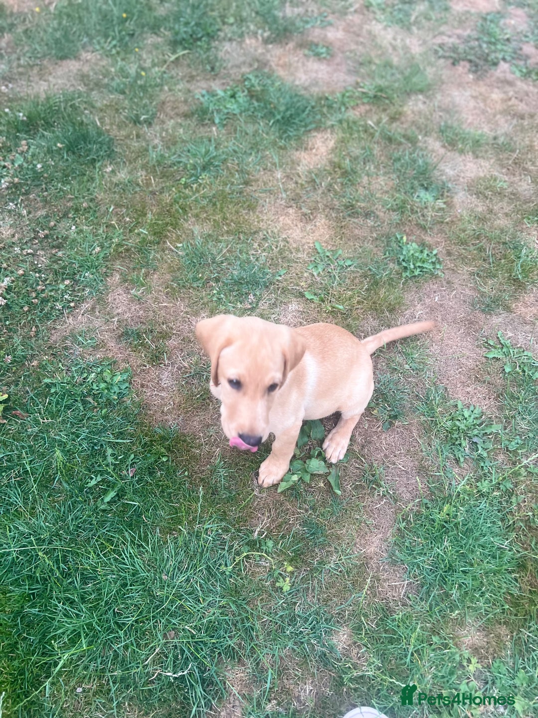 Labrador Retriever dogs for sale: KC Reg Yellow Champagne golden Labrador Puppy boy in Spalding - Image 24