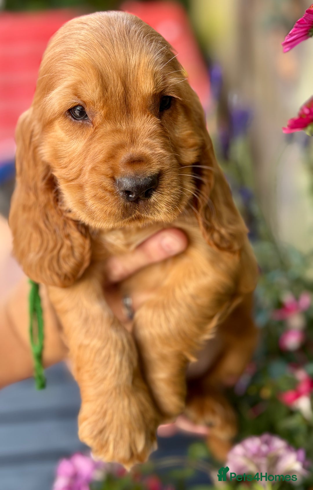 Cocker Spaniel dogs for sale: Exceptional Golden KC Show Cocker Spaniels in Chepstow - Image 23
