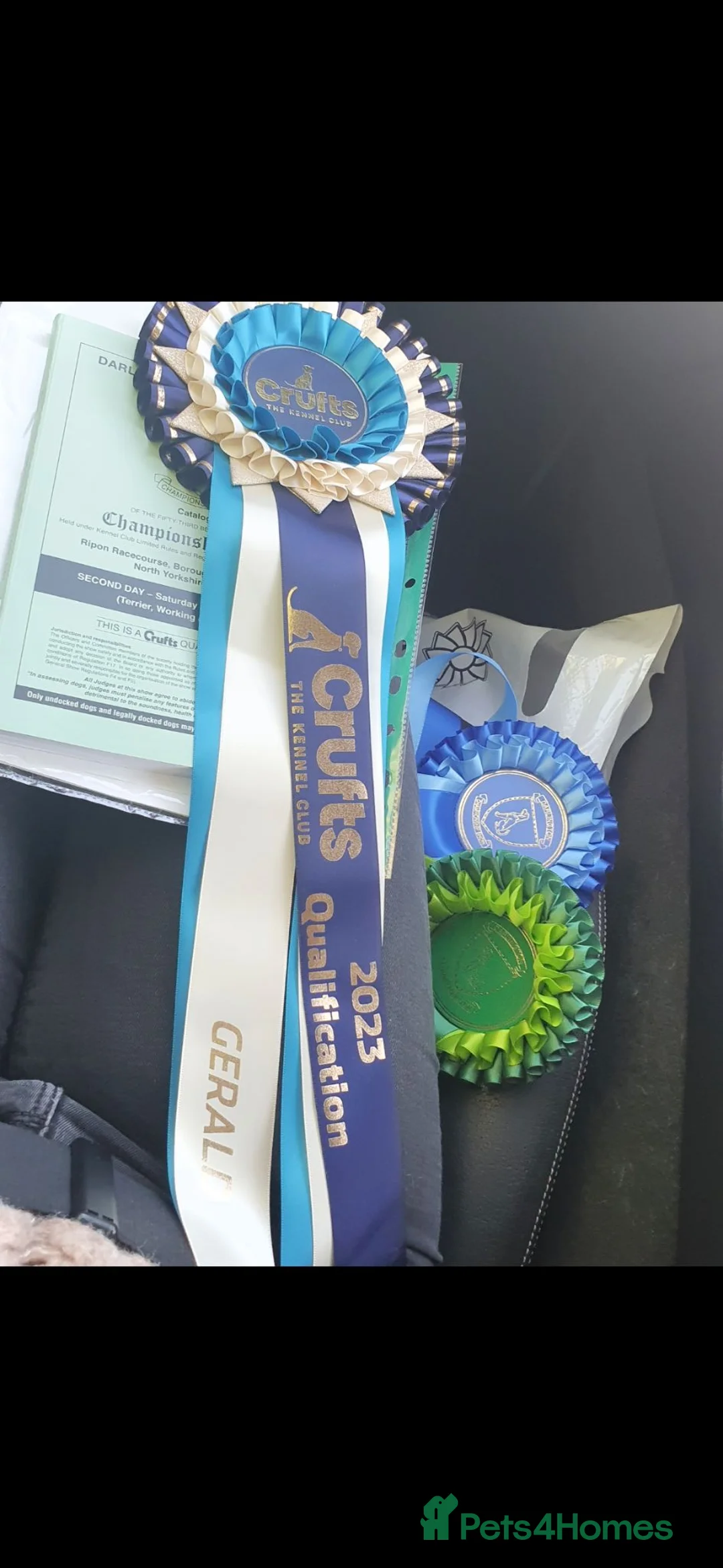 German Shepherd dogs for stud: Stunning GSD KC Reg, Health tested Stud in Coalville - Advert 14