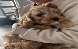 Cavapoo dogs for sale: Cavapoo puppies  - Image 9