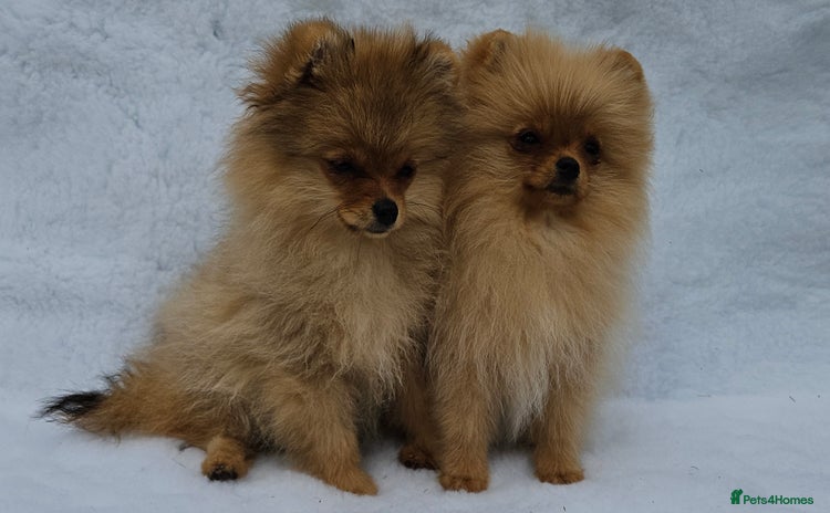 Pomeranian dogs in Boston - Advert 2