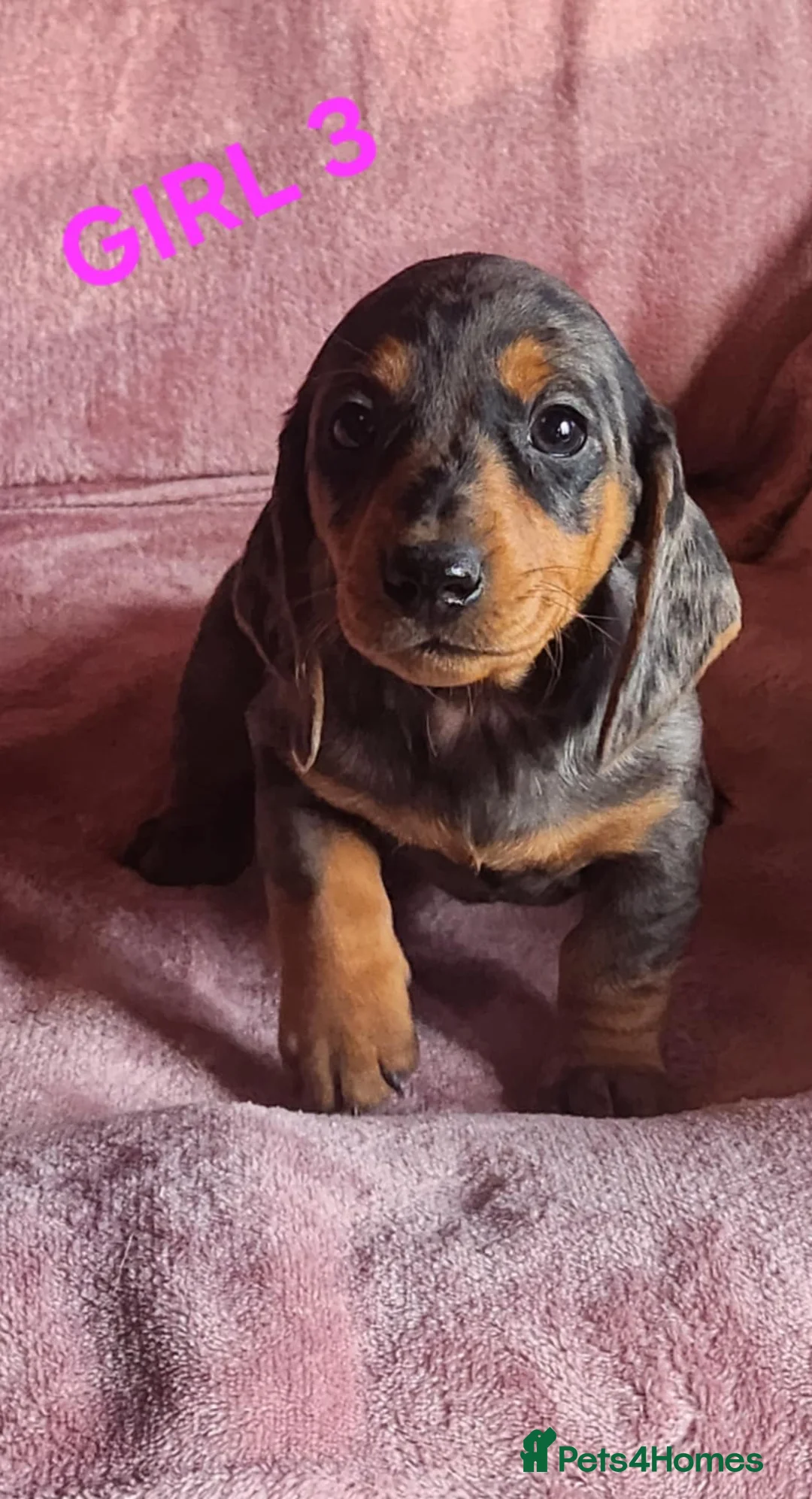 Miniature Dachshund dogs for sale: 🐶🐶8 stunning miniature dashund puppy’s  - Advert 7