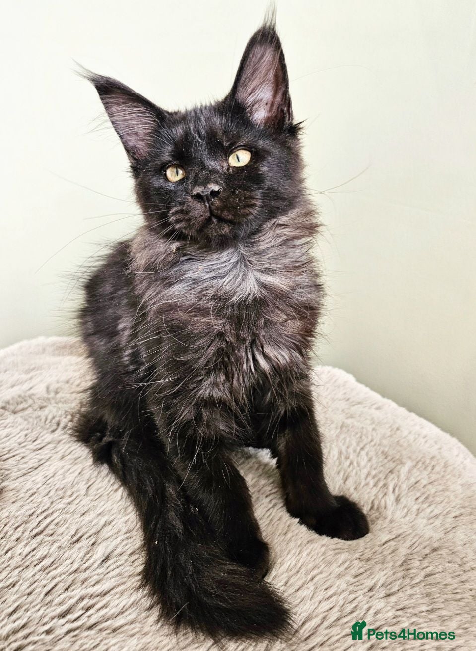 Maine Coon cats Beautiful Maine Coon kittens  - Advert 1