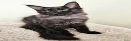 Maine Coon cats for sale: Beautiful Maine Coon kittens  - Advert 10