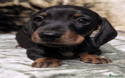 Miniature Dachshund dogs for sale: Quality KC / PRA Clear Minature Dachshund Puppies  - Image 3