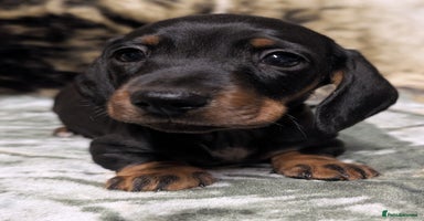 Miniature Dachshund dogs - Advert 14