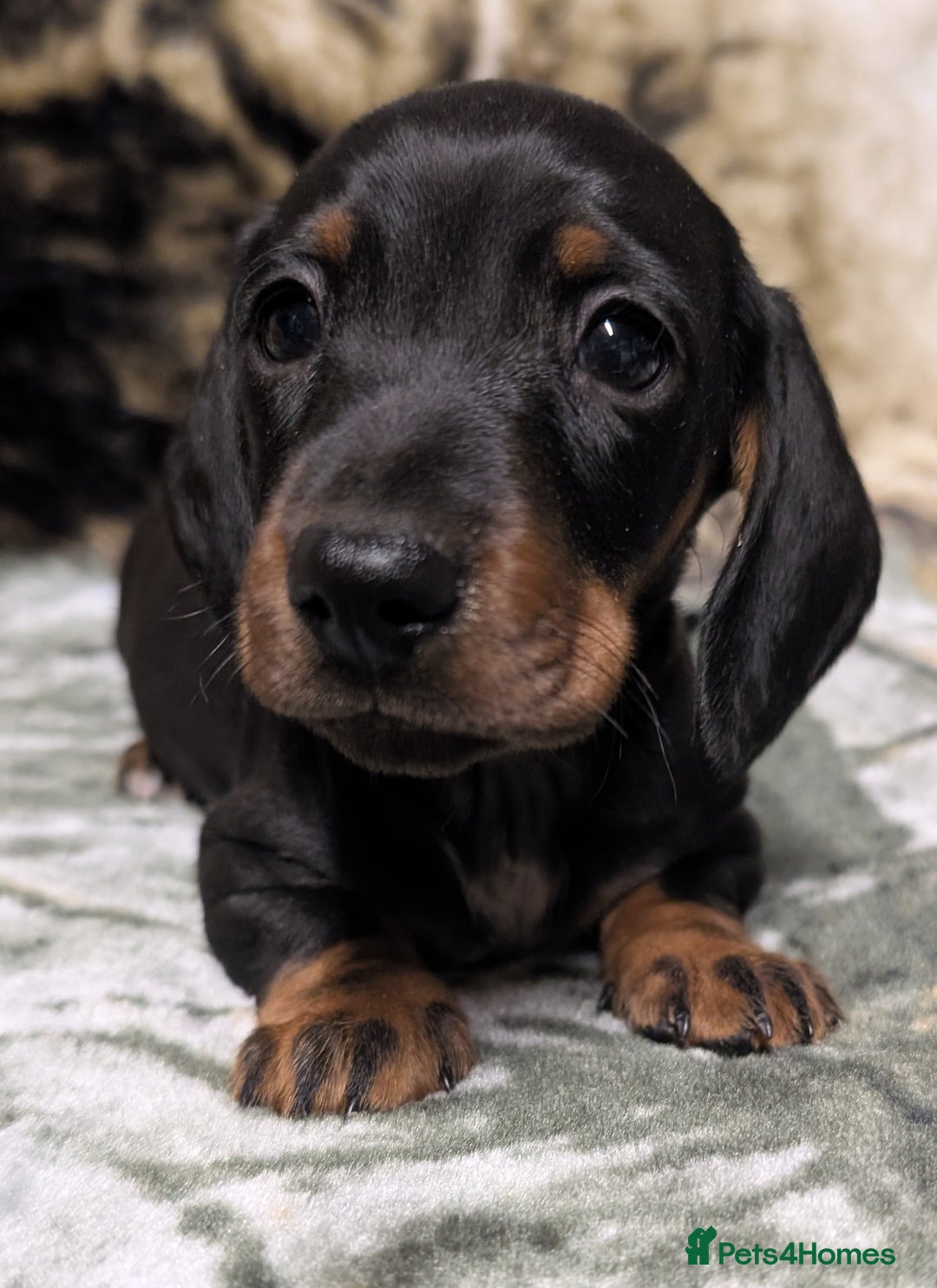 Miniature Dachshund dogs for sale: Quality KC / PRA Clear Minature Dachshund Puppies  - Image 3