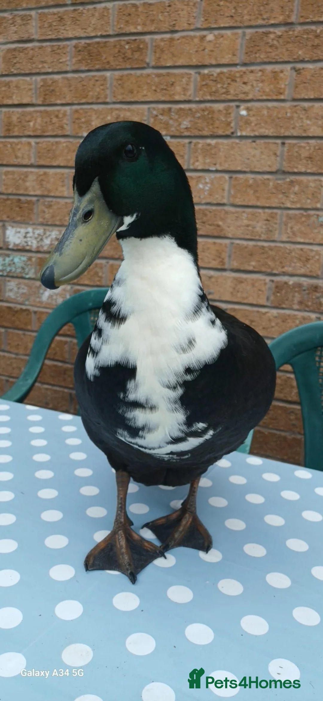 Ducks poultry for sale: Black Swedish duck in Stockport - Advert 5