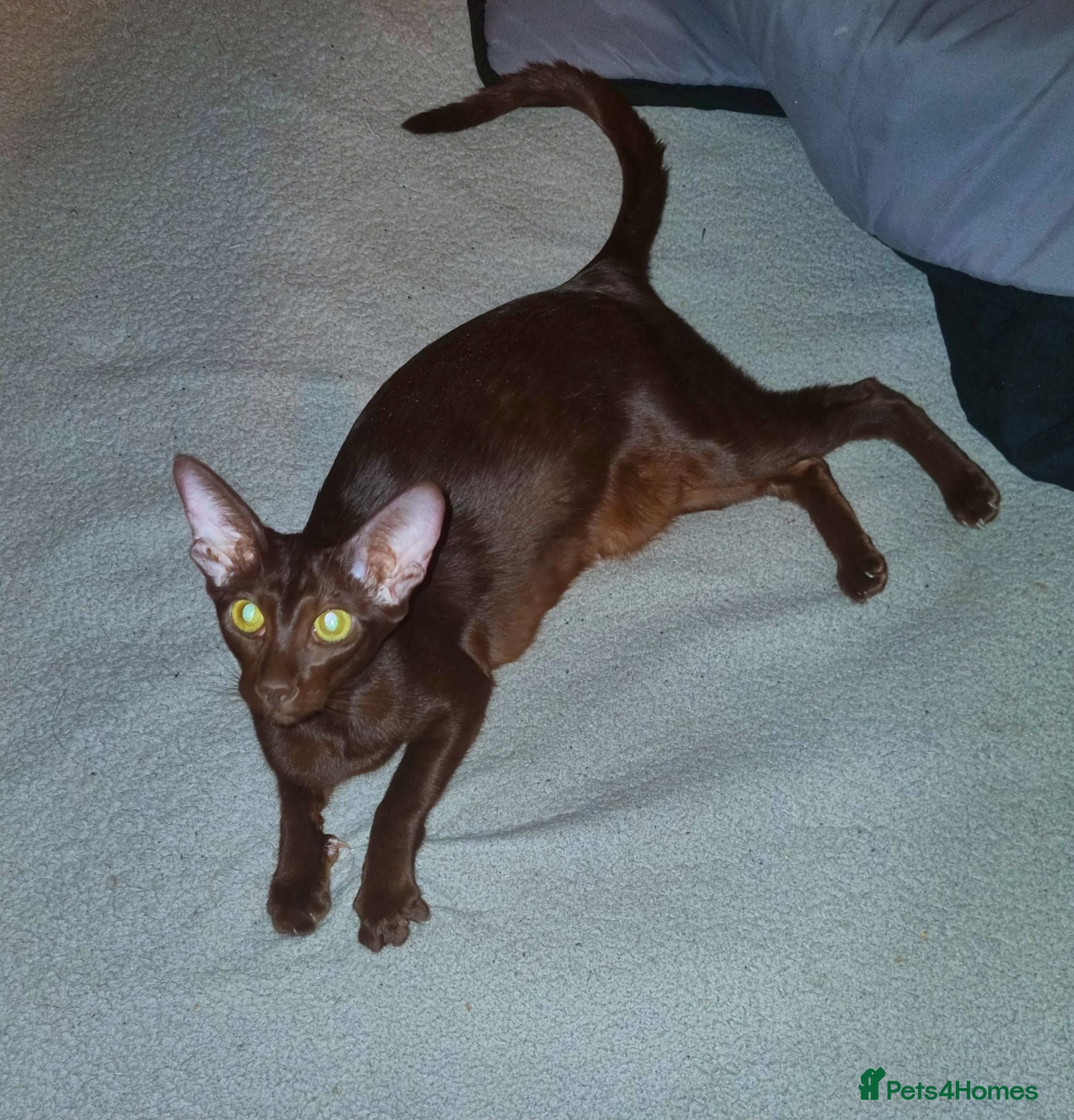 Oriental cats Chocolate Havana Brown Oriental Female - Advert 2