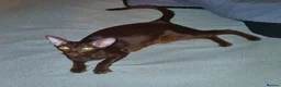 Oriental cats for sale: Chocolate Havana Brown Oriental Female - Advert 1