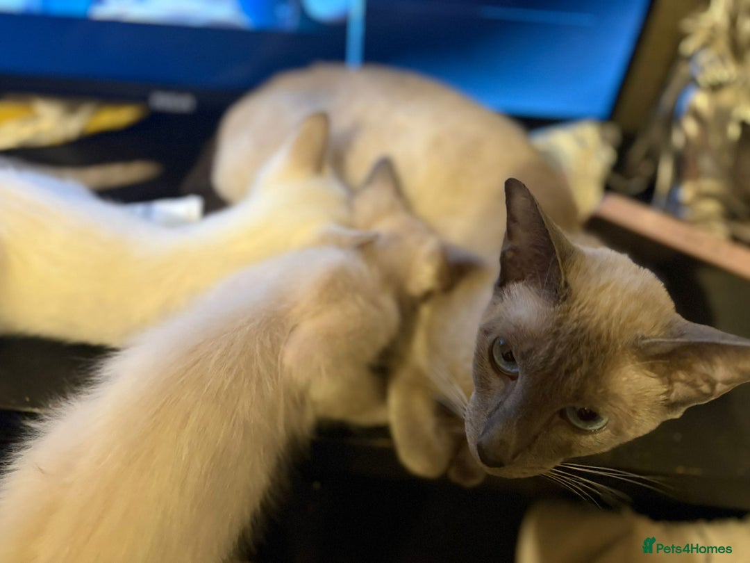 Siamese cats for sale: Siamese Kittens – Ready Now - Advert 8