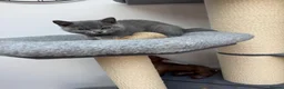 British Shorthair cats for sale: British shorthair Kitten  - Advert 12