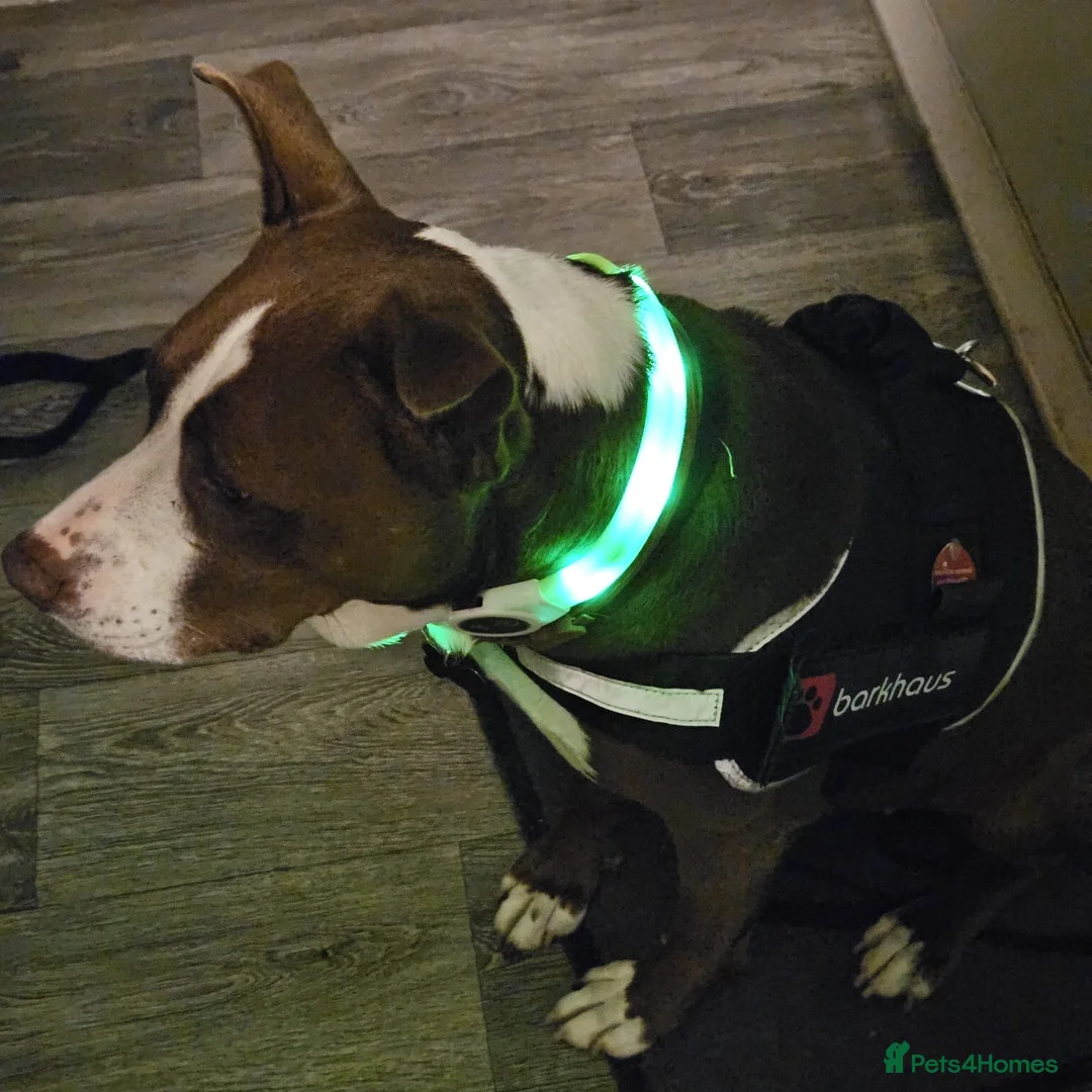 Mixed Breed dogs for adoption: Urgent 🚨 HELP Home Needed  in Hengoed - Advert 6