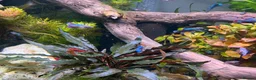 Bettas fish for sale: Plakat female koi betta fish  - Advert 2
