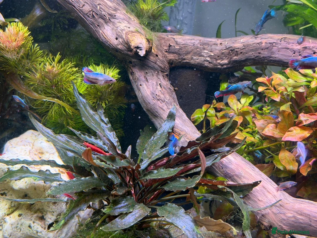 Bettas fish for sale: Plakat female koi betta fish  - Advert 2