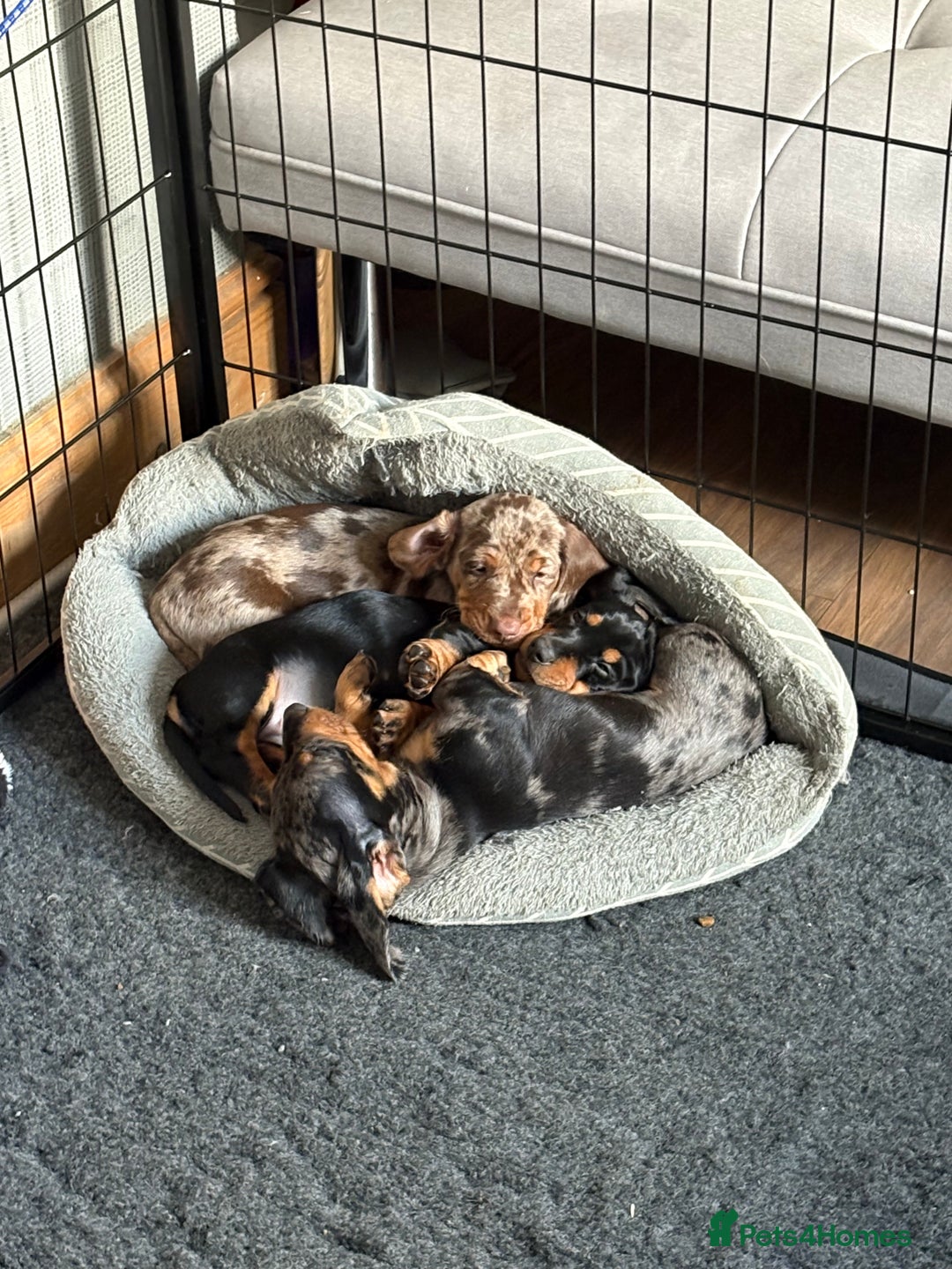 Dachshund dogs for sale: 8 weeks & READY TO LEAVE NOW - dachshund puppy  - Advert 16