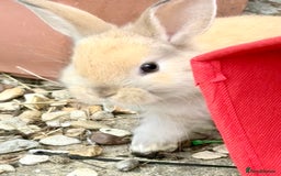 Lionhead rabbits for sale: Teddy Double & Single Lionhead Price starts at £35 - Image 16