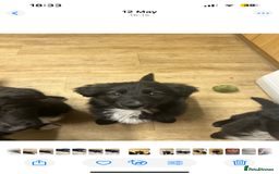 Mixed Breed dogs for sale: Gorgeous shollies - German x collie  - Image 4