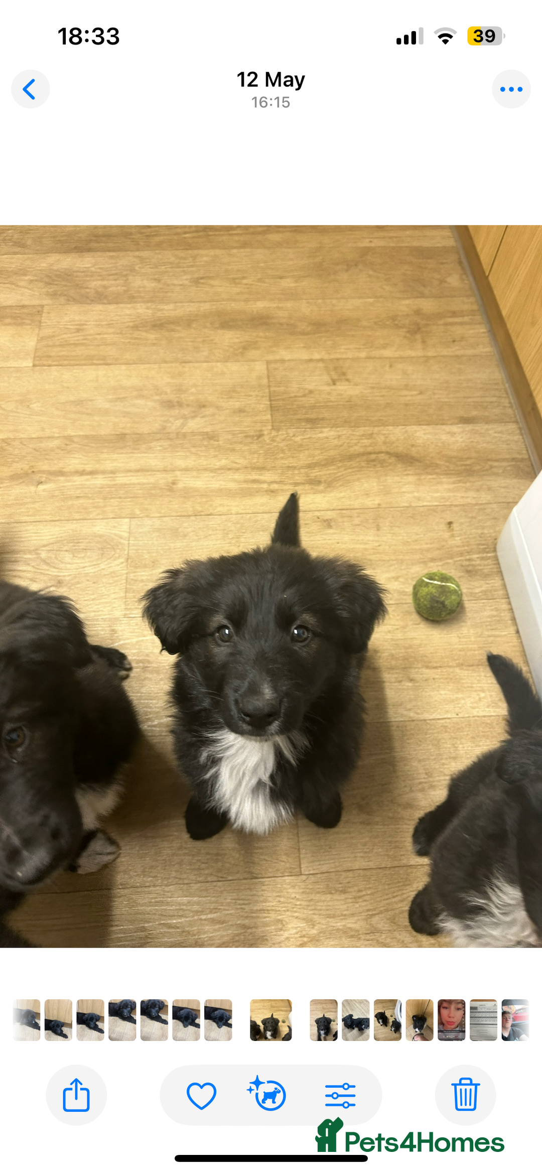 Mixed Breed dogs for sale: Gorgeous shollies - German x collie  - Image 4