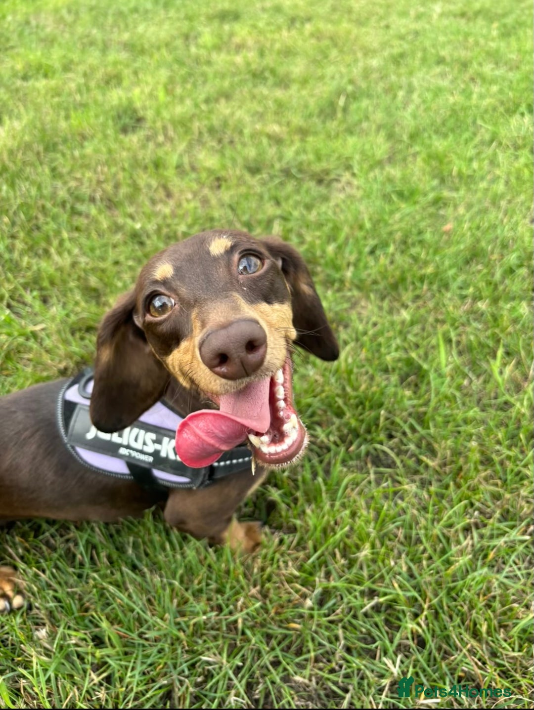 Miniature Dachshund dogs for sale: Last 2 Miniature Dachshund Pups Ready 23rd Dec! - Advert 26