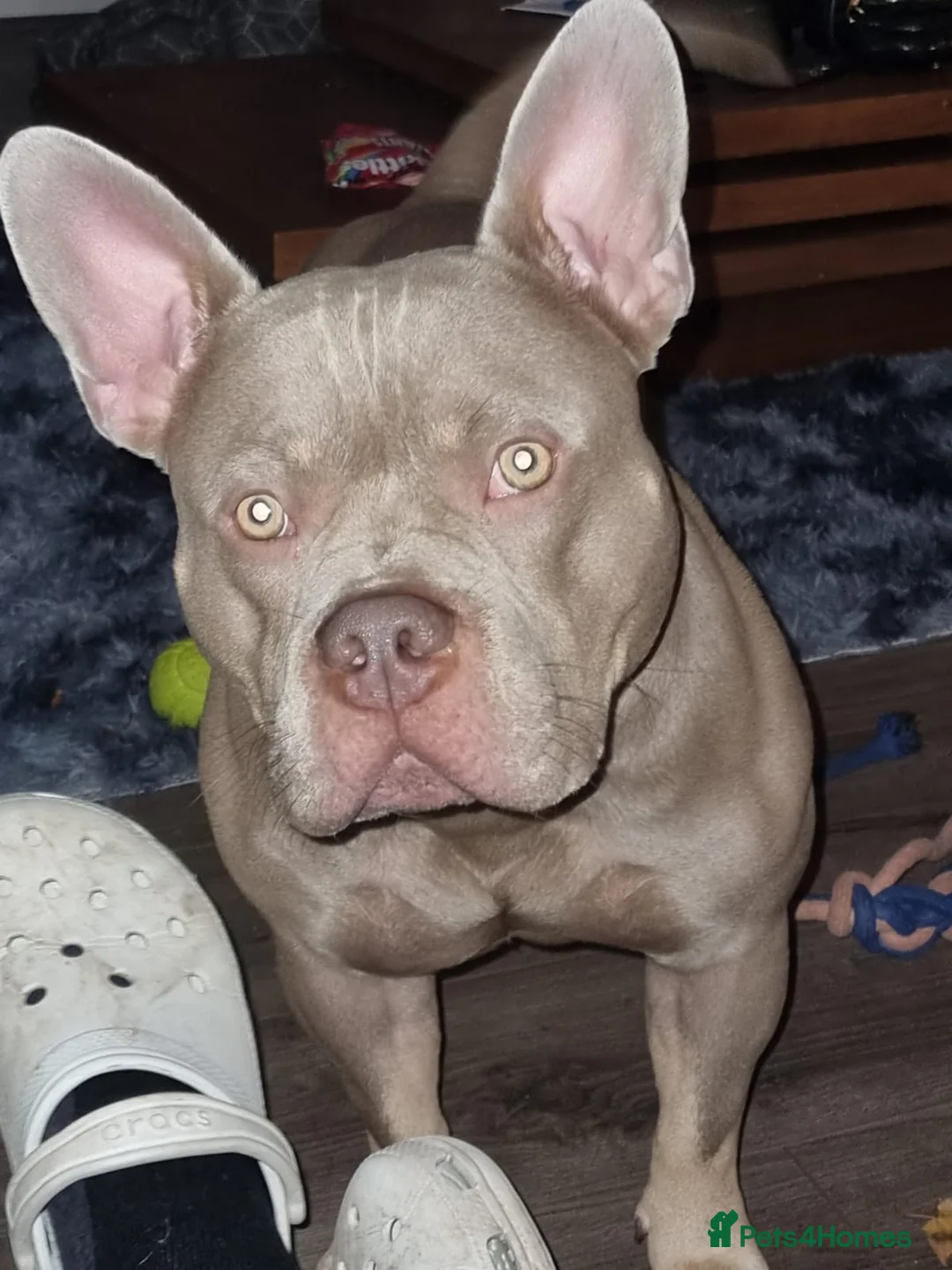 Mixed Breed dogs for sale: Blu the FRULLY - Advert 5