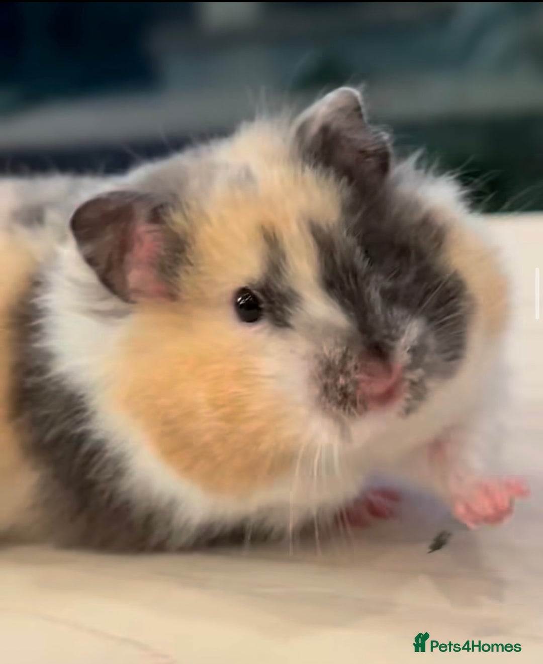 Hamster rodents for sale: Baby hamster  - Advert 9