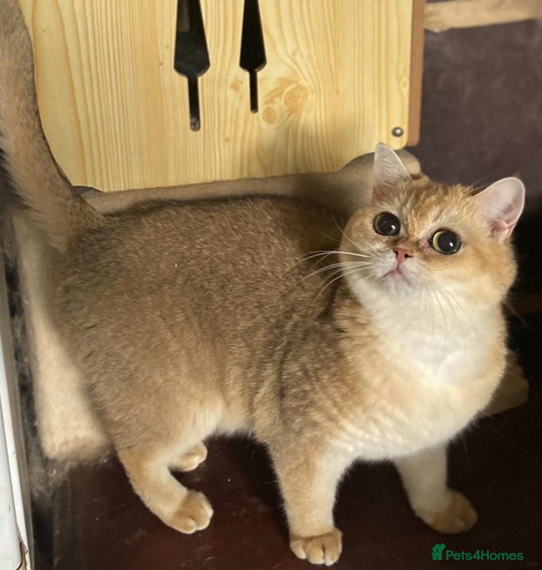 British Shorthair cats for sale: Full Pedigree Golden tipped British Shorthair - Advert 19