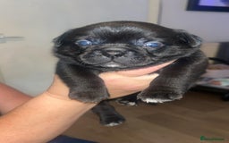 Mixed Breed dogs for sale: French pug - Image 1
