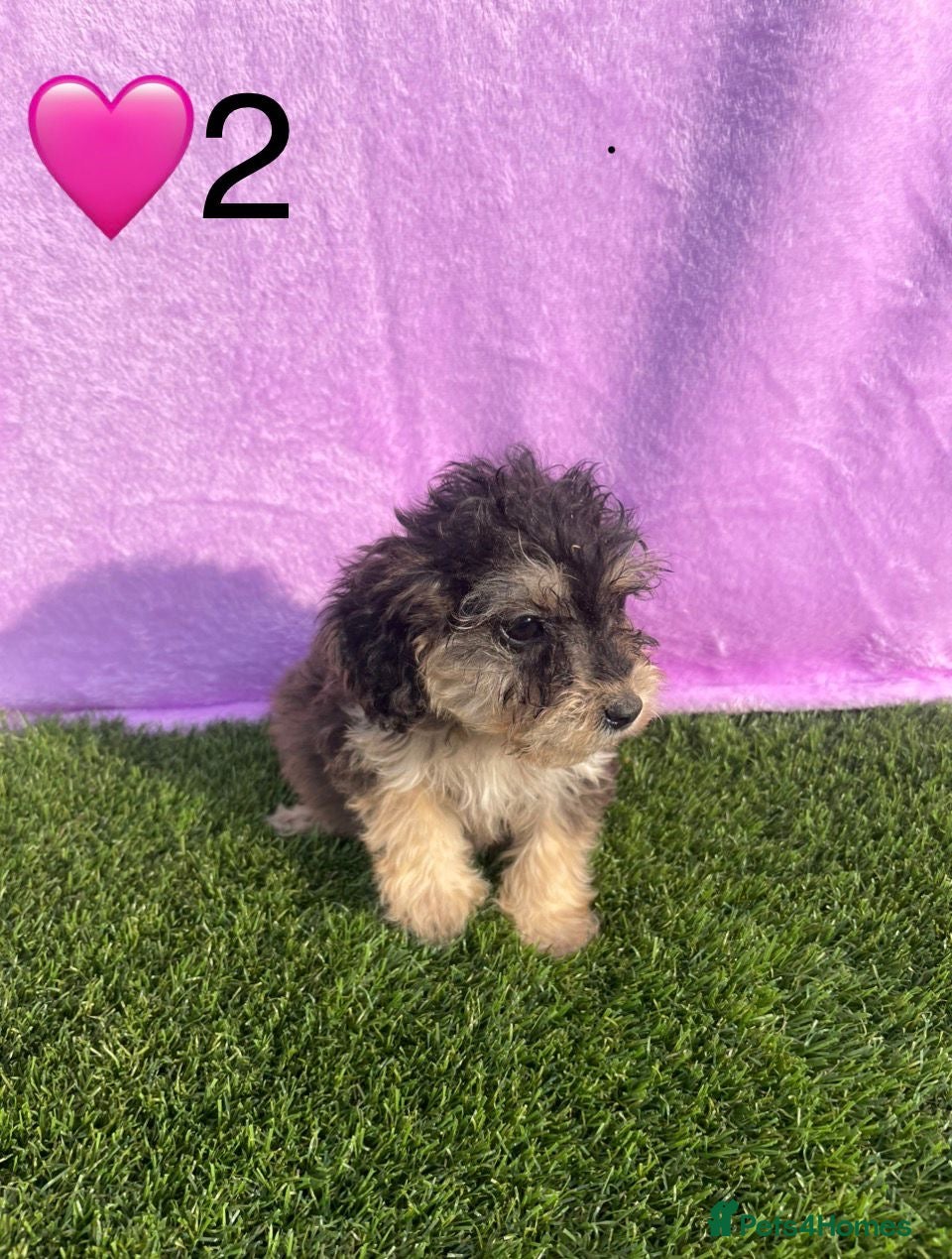 Cockapoo dogs for sale: ⭐️Beautiful Minature Cockapoos⭐️ - Advert 4