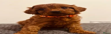 Cavapoo 1