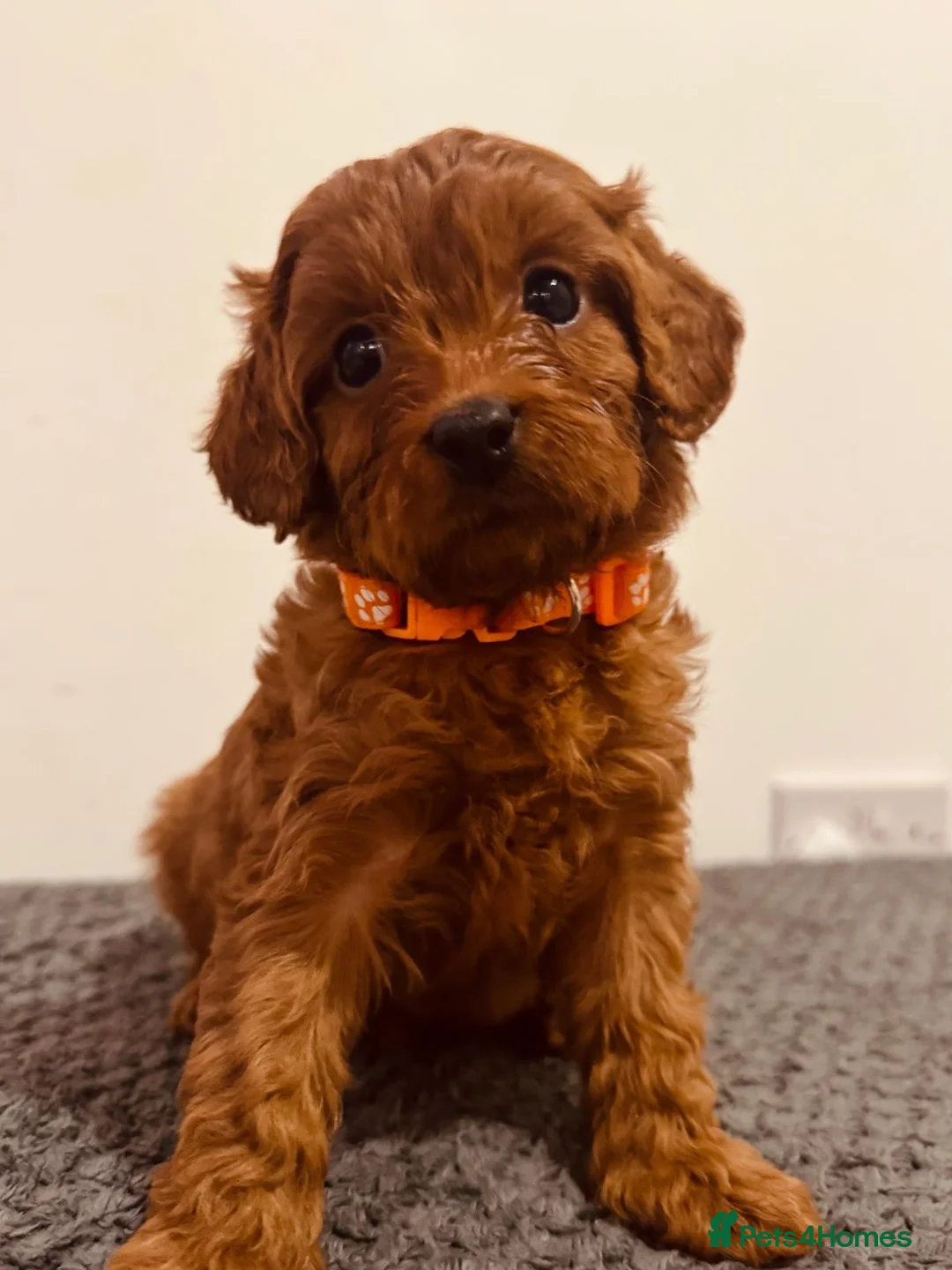 Cavapoo dogs for sale: Darling Cavapoos  - Advert 2