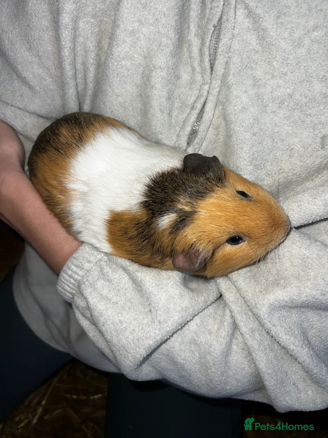 Guinea Pig rodents for sale: Female guinea pig - Advert 11