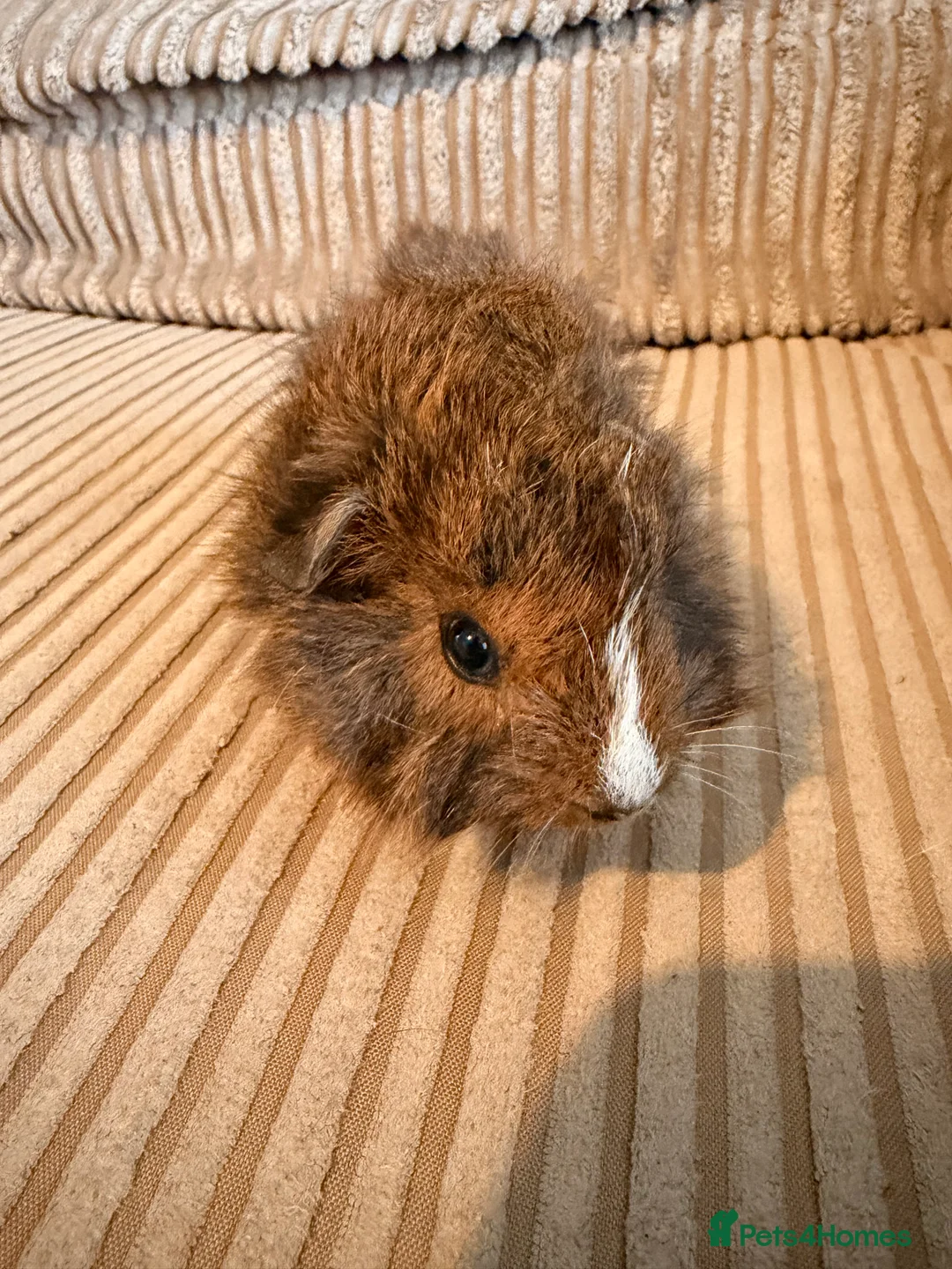 Guinea Pig rodents for sale: Two boar guinea pigs  - Advert 9