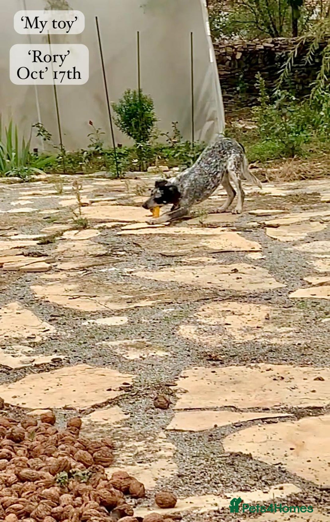 Mixed Breed dogs for adoption: Rory, 6-7 months approx. Available for adoption. - Advert 30