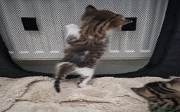 Bengal cats for sale: Bengal x kittens - Image 6