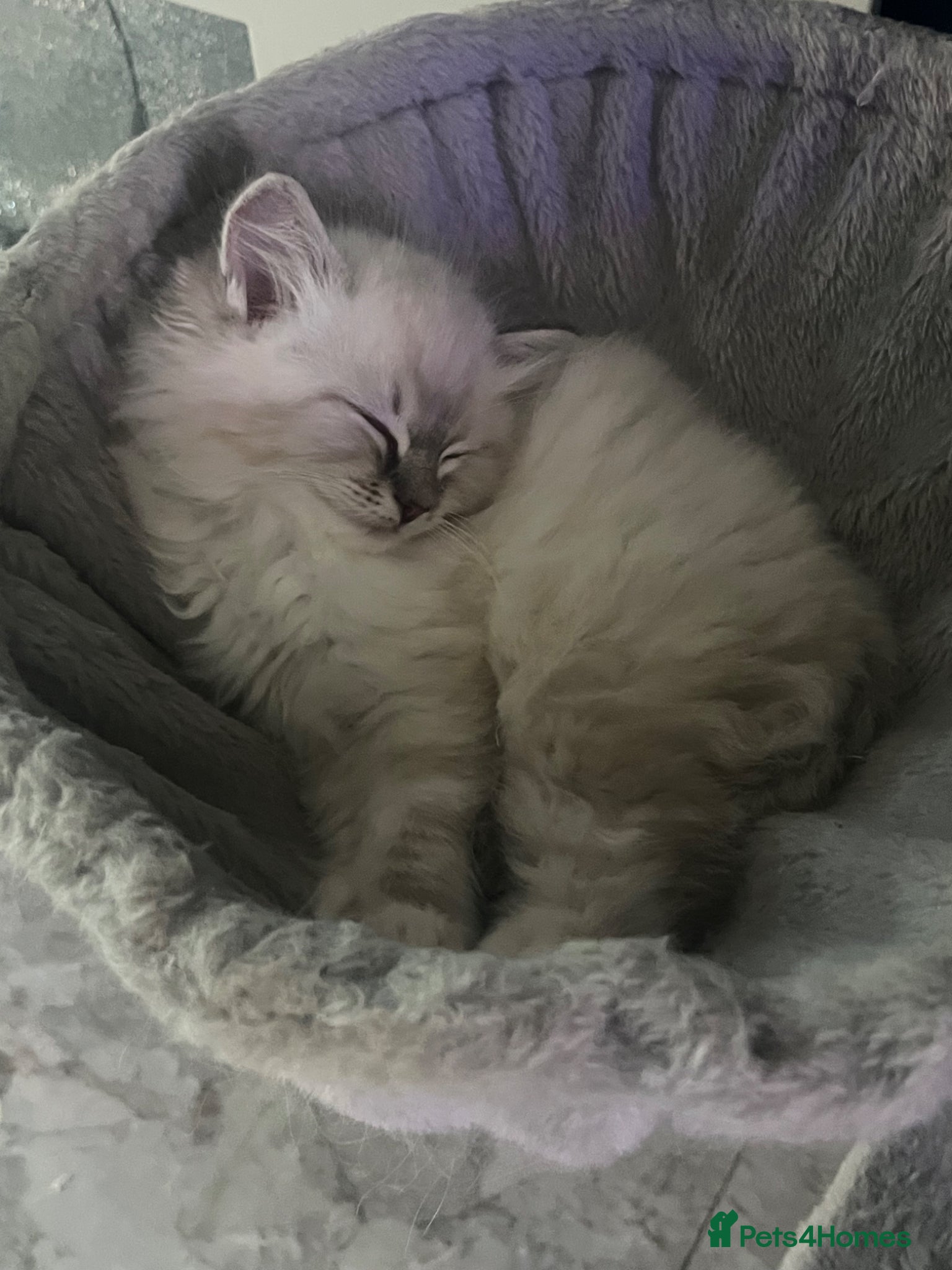 Ragdoll cats Ragdoll kittens for sale - Advert 15