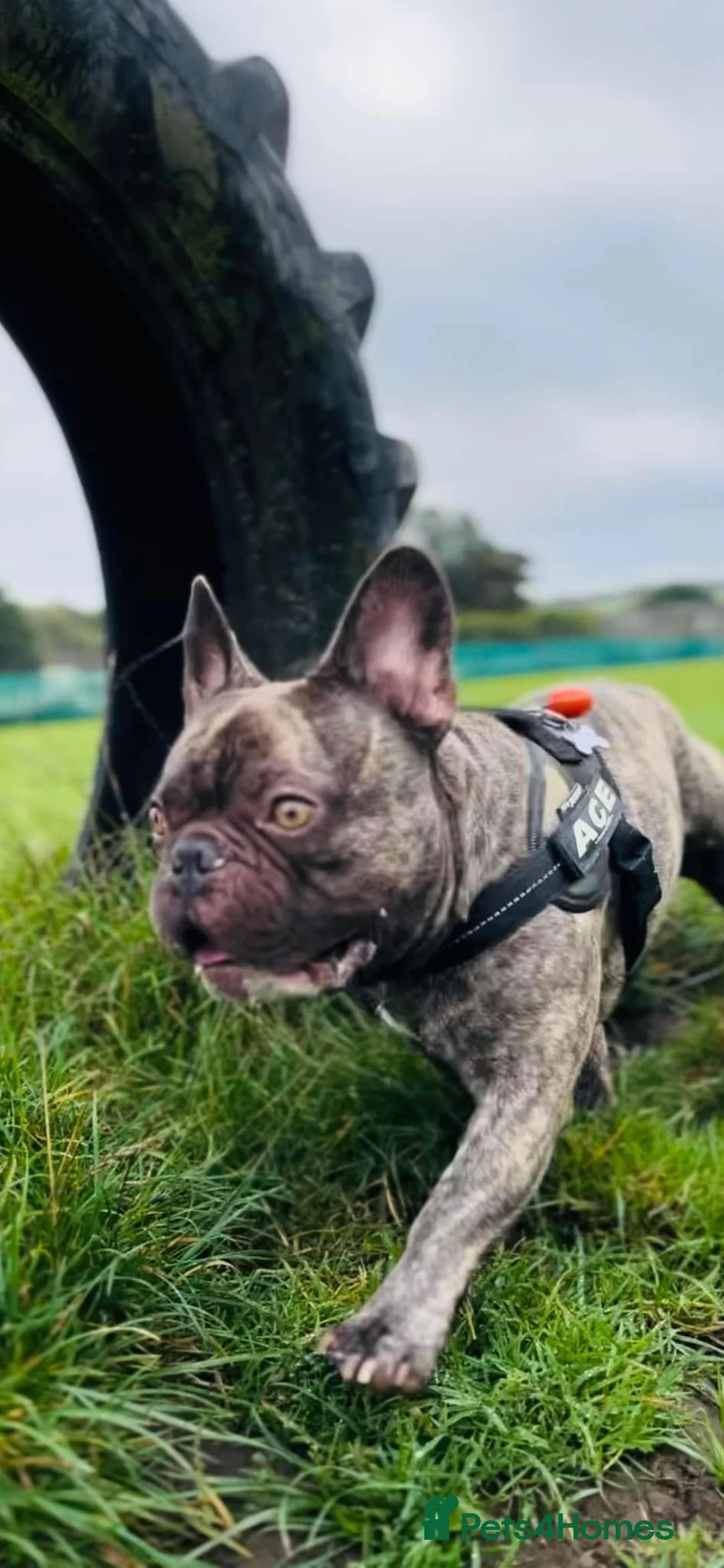 French Bulldog dogs for sale: Ace the french bulldog - Advert 9